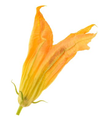 Beyaz arka plan üzerinde izole kabak çiçeği