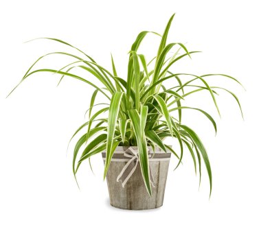 Vazodaki örümcek bitkisi beyaz arkaplanda izole edilmiş.