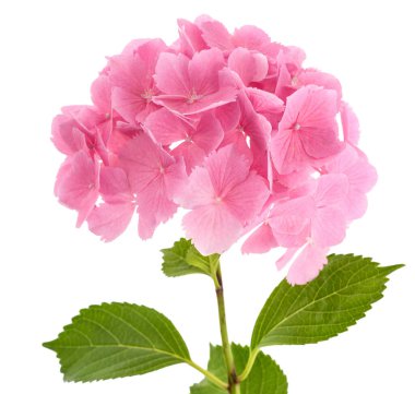 Pembe ortanca çiçekleri beyaza izole edilmiş.