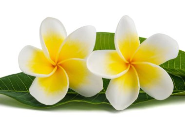 Beyaz arka plan üzerinde izole frangipani çiçekler