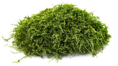 Beyaz arkaplanda yeşil yosun izole edildi