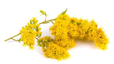 Beyaz arkaplanda izole edilmiş altın rengi çiçekler