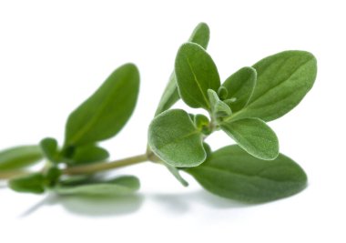 Taze mercanköşk beyaz arka plan üzerinde izole