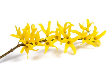 Beyaz arkaplanda izole edilmiş Paskalya ağacı çiçekleri