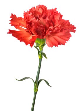 karanfil çiçeği beyaz arkaplanda izole edilmiş