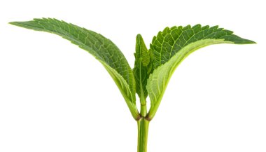  Ortanca filizi beyaz arkaplanda izole edildi