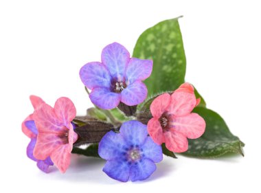 Akciğer otu (Pulmonaria officinalis) beyaz üzerine izole edilmiş