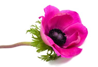 Pembe şakayık koronaryası beyaza izole edilmiş.
