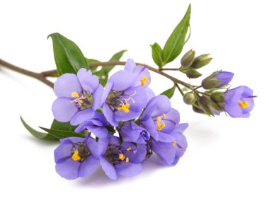 Jacob 'ın merdiven çiçekleri beyaz arka planda izole