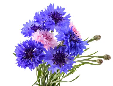 Beyaz üzerinde mavi ve pembe Cornflowers demeti