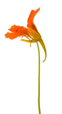 Beyaz arka plan üzerinde izole nasturtium çiçek.