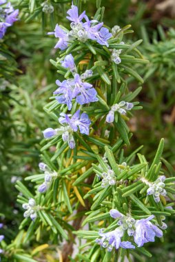 Çiçekli taze biberiye dalı  
