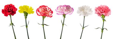 Karanfil grubu beyaz arkaplanda izole edildi