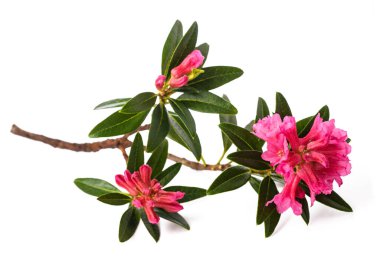 Paslı alpenrose beyaz arka planda izole bırakıldı