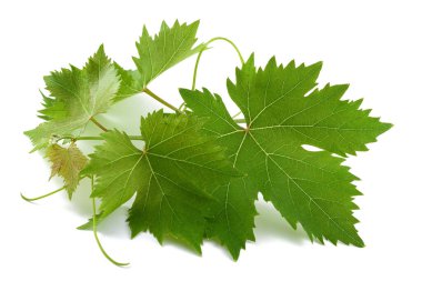 Beyaz arkaplanda asma dalı izole