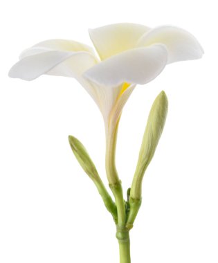 Beyaz arkaplanda izole Frangipani çiçeği
