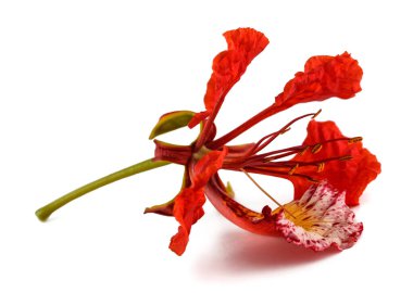 Parlak çiçek beyazda izole edilmiş.