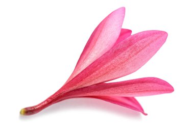 Beyaz arka planda izole kırmızı frangipani çiçeği