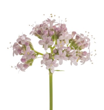 Valeriana resmi çiçekleri beyaz arka planda.