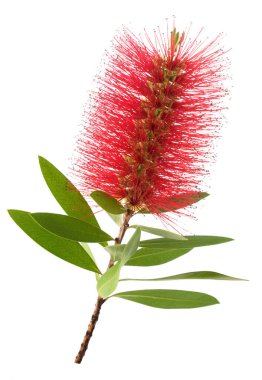 Kırmızı şişe fırçası çiçekleri beyaz arkaplanda izole edilmiş