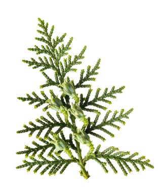 Beyaz kozalaklı Çin thuja filizi.