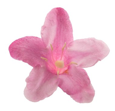 Eski moda Weigela beyazda izole edilmiş.