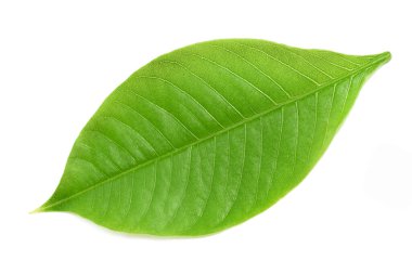 Baobab yaprağı beyaza izole edilmiş