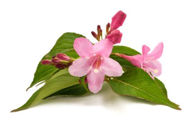 Eski moda Weigela beyazda izole edilmiş.