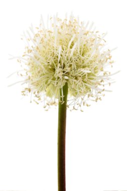 Beyaz kurşun ağacı çiçeği beyaz renkte izole edilmiş