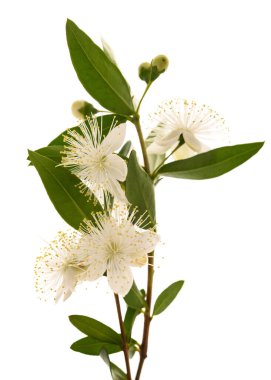 çiçekli beyaz izole ortak Mersin Şube