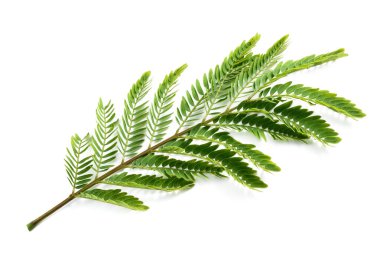 Beyaz yaprak beyaza izole edilmiş