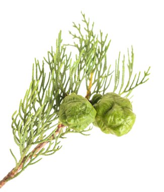 koniler beyaz izole ile selvi dal