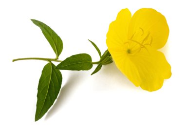 Akşam çiçekleri beyaz arkaplanda izole.