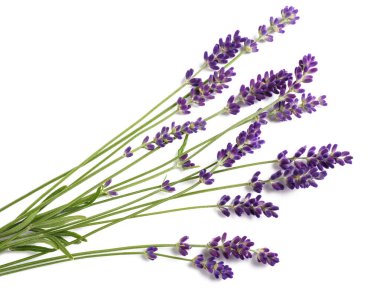 Lavanta çiçekleri beyaz arkaplanda izole edilmiş