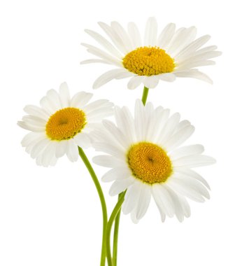 Beyaz arka planda izole papatya çiçekleri