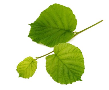 Beyaz zemin üzerinde yaprakları izole taze fındık dalı