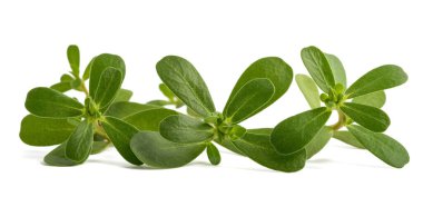 Beyaz arkaplanda genel purslane dalı izole edildi