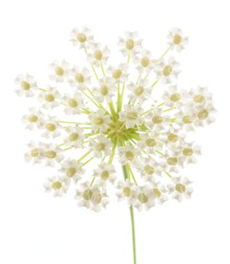 Piskoposun çiçekleri beyaz arkaplanda izole