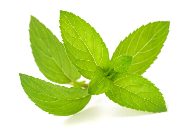 свежая мята на белом фоне