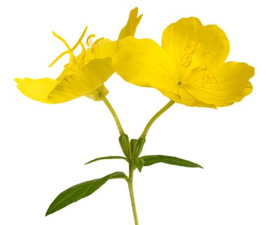 Sıradan bir akşam çiçekleri beyazda izole olur.