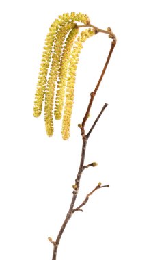 Fındık kabukları beyaz arkaplanda izole.