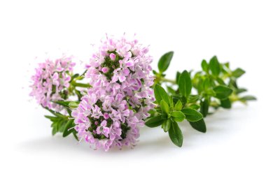 Beyaz arka plan üzerinde izole kekik çiçekleri