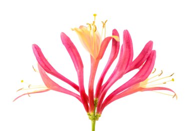 Kırmızı hanımeli çiçekleri beyaz arkaplanda izole edilmiş