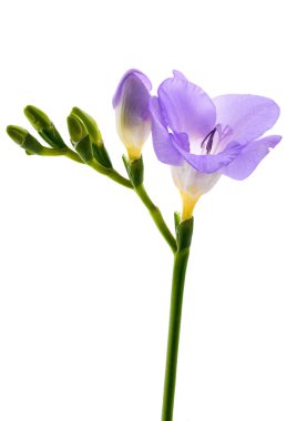 Beyaz arkaplanda taze frezya çiçeği. 