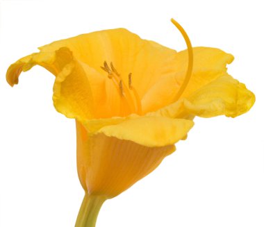 Sarı çiçekli kafa beyaz arkaplanda izole.