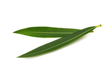 Taze Oleander yaprakları beyaz arkaplanda izole
