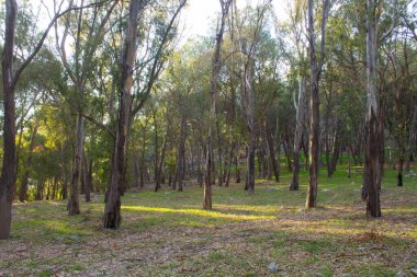 Sicilya 'daki Akdeniz maketindeki bir ormandaki ağaçların canlandırıcı görüntüsü