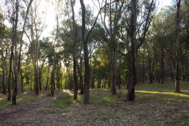 Sicilya 'daki Akdeniz maketindeki bir ormandaki ağaçların canlandırıcı görüntüsü