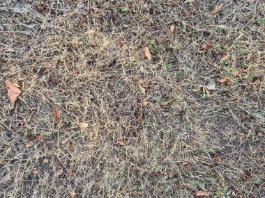 Kuru yaprakların anımsatıcı doku resmi