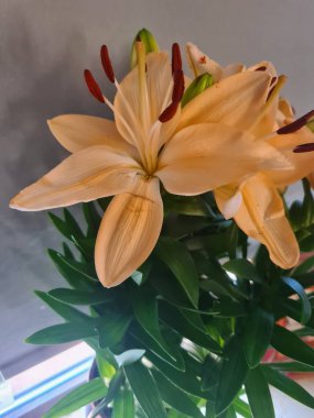 evocative close-up image Red lily or St. John's lily (Lillium bulbiferum),a succulent plant that grows in Sicily